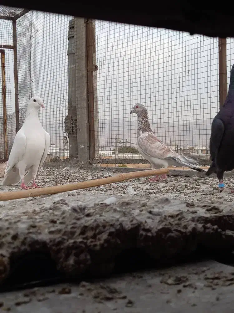 ۳کفتر بیرون شهری|پرنده|شیراز, کوی زهرا|دیوار