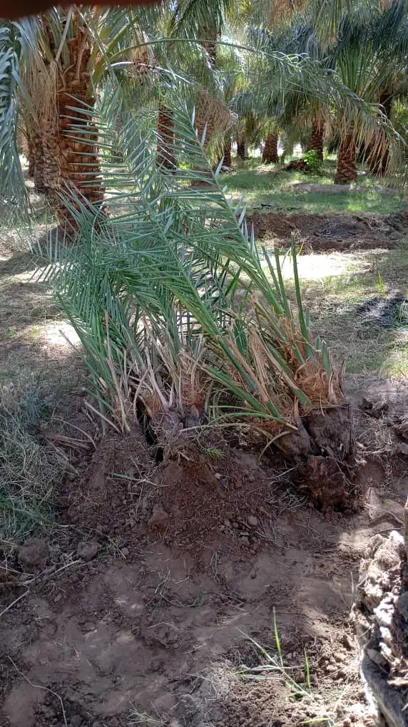 جونگ مضافتی خوب بفروش میرسد|گل و گیاه طبیعی|نرماشیر, |دیوار