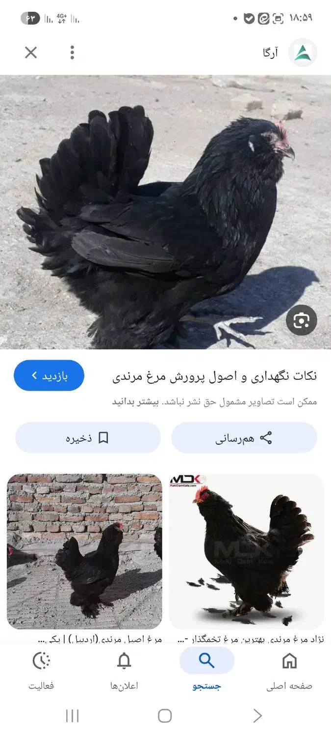 فروش تخم مرغ مرندی و لاکننزی|حیوانات مزرعه|کرمان, |دیوار