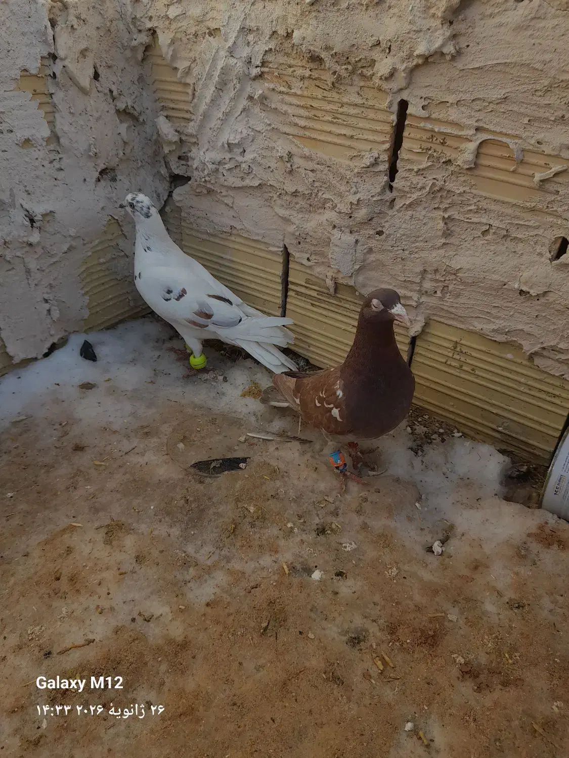کبوتر صید|حیوانات|اسفراین, |دیوار