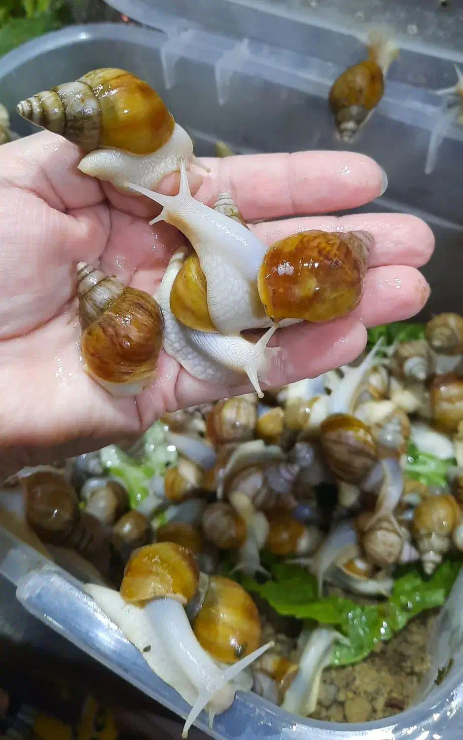 حلزون های پرورشی کلاژن ساز|خزنده|ممقان, |دیوار