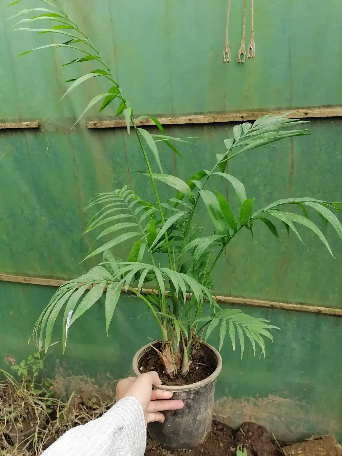 شامادورا|گل و گیاه طبیعی|آستارا, |دیوار