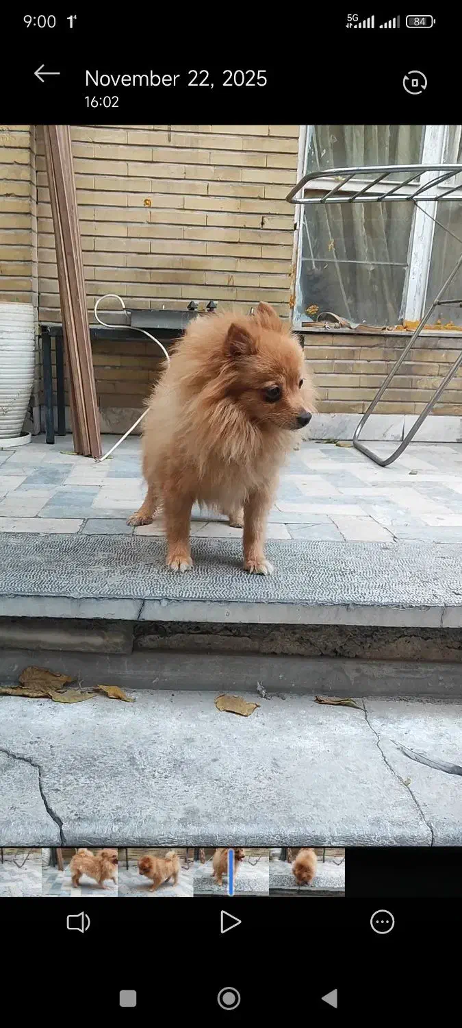 سگ ماده پامر ۲ ساله عروس|سگ|کرج, چمران|دیوار