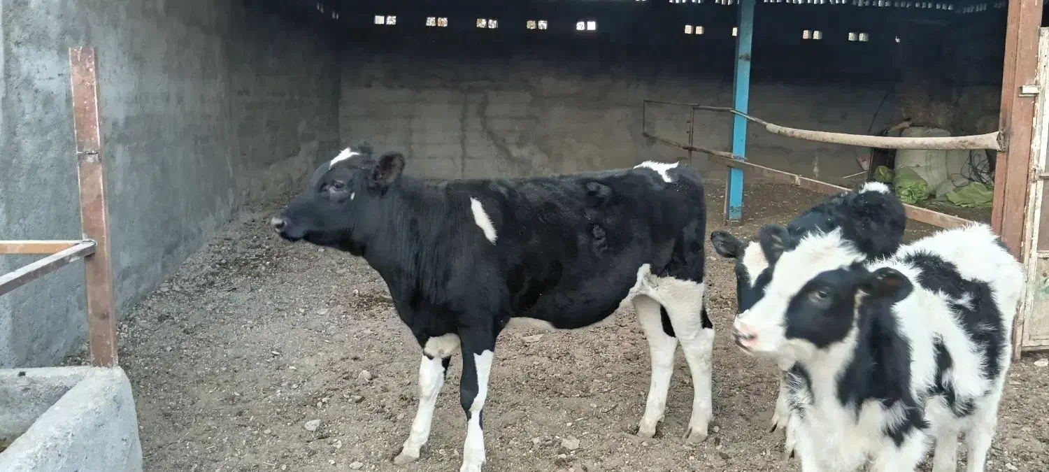 گوساله گاو تلیسه|حیوانات مزرعه|باخزر, |دیوار