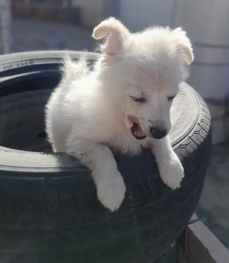 سگ پامر|سگ|مشهد, ویلاشهر|دیوار