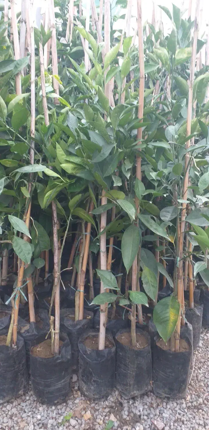 نهال خونی تاراکو|گل و گیاه طبیعی|قائمشهر, |دیوار