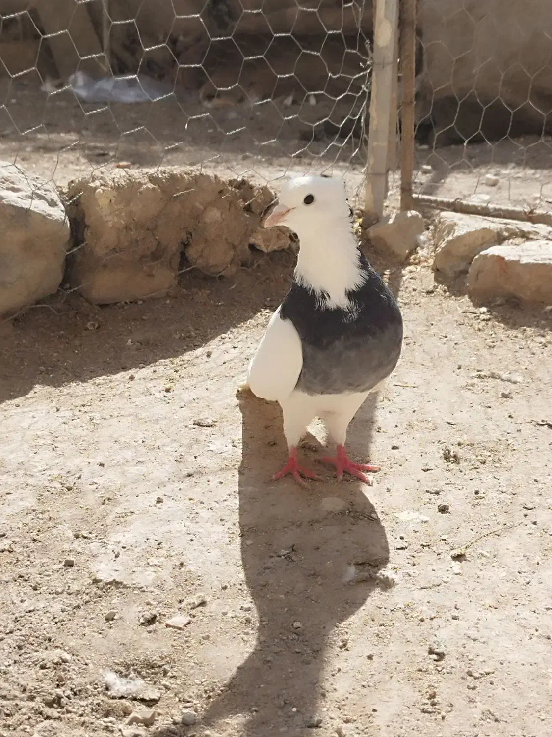 کبوتر کلفه داواتا|پرنده|اردبیل, |دیوار