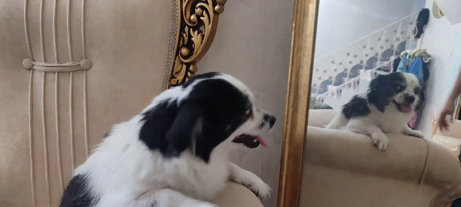 واگزاری هانا|سگ|قم, بکایی|دیوار