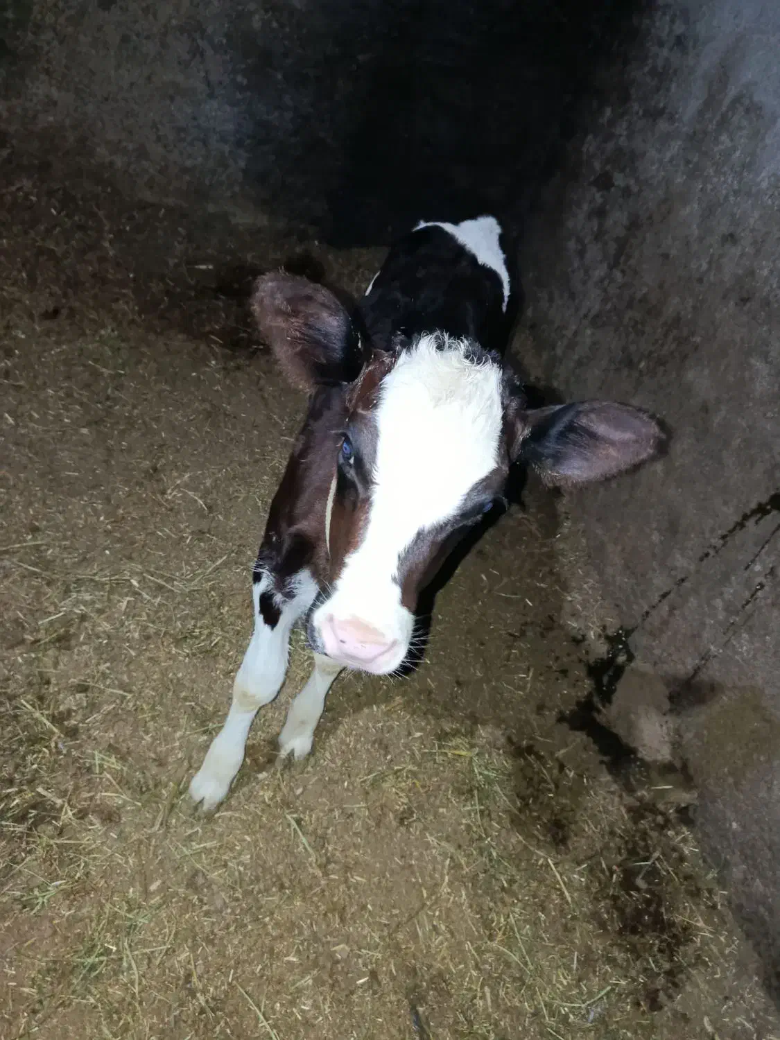 گاو|حیوانات مزرعه|خنداب, |دیوار