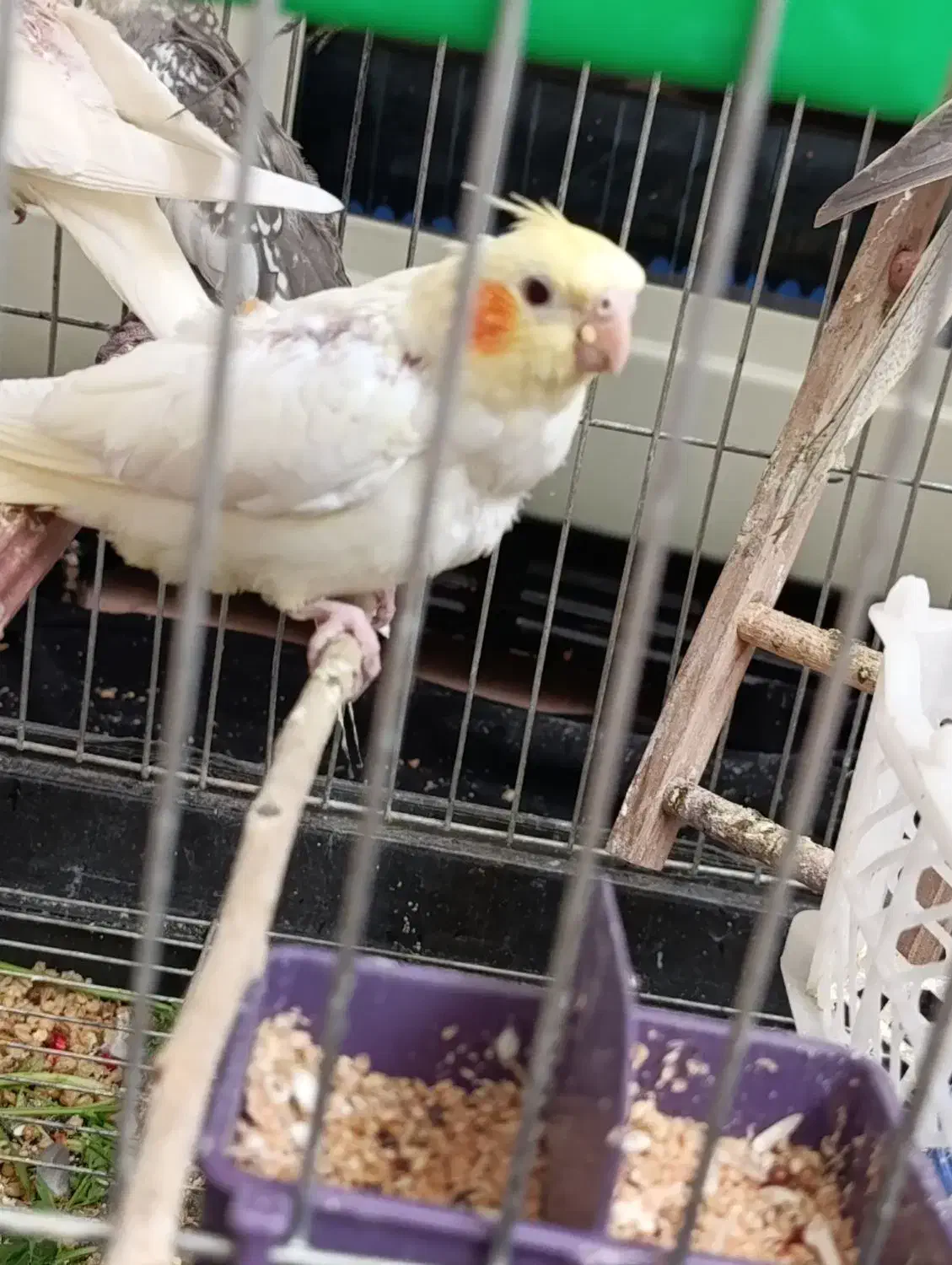 پرنده|پرنده|بیجار, |دیوار