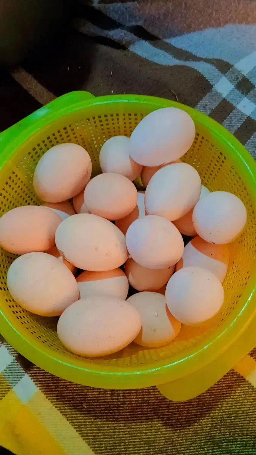 فروش تخم اوردک و مرغ|خوردنی و آشامیدنی|کردکوی, |دیوار