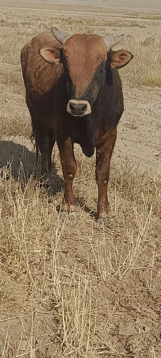 گاو نر گوشتی|حیوانات مزرعه|خواجه, |دیوار