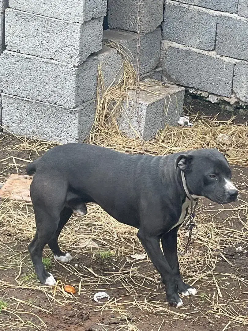 سگ پیتبول مشکی نر گمشده|حیوانات|آستانه اشرفیه, |دیوار