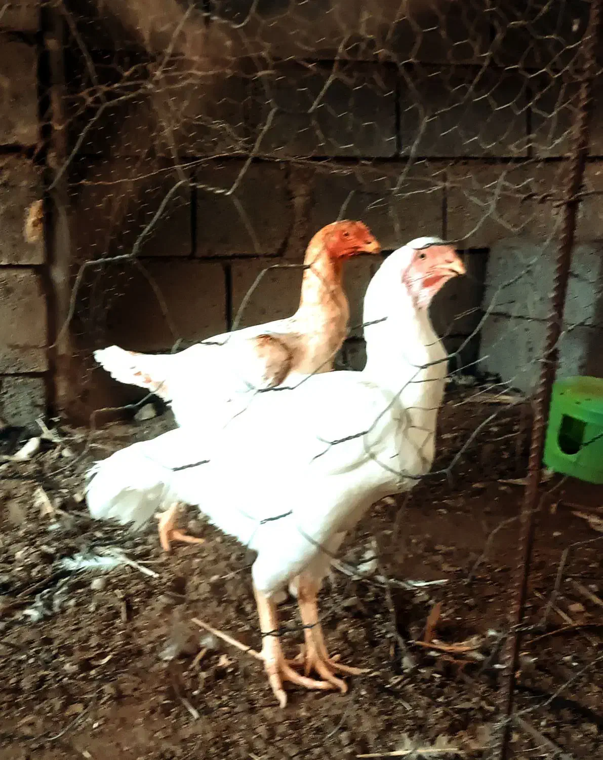 مرغ و خروس لاری|حیوانات مزرعه|بندرعباس, |دیوار