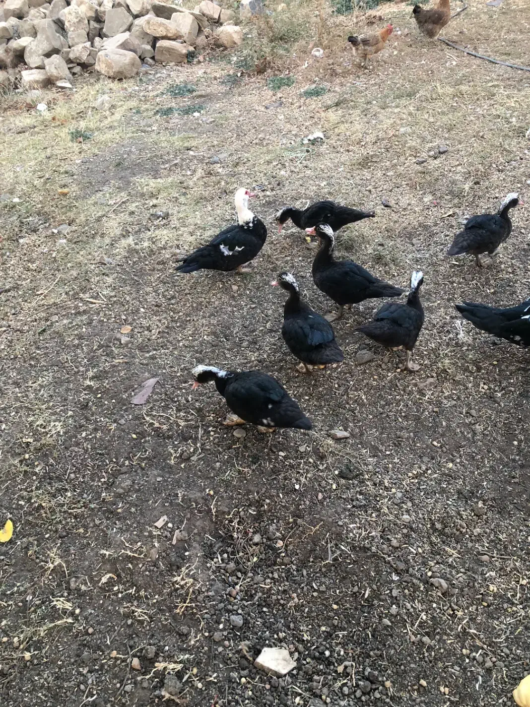 اردک روسی|حیوانات مزرعه|سیلوانه, |دیوار