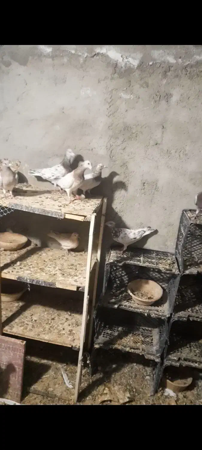 تعدادی کبوتر ناور طوقی و تهرانی|پرنده|قروه, |دیوار