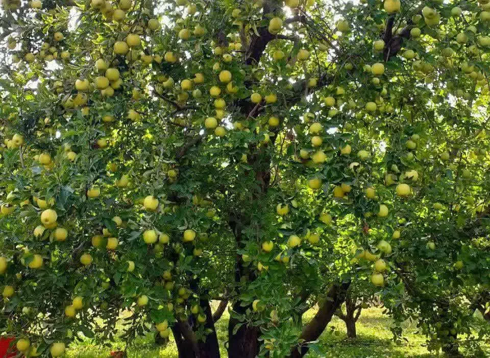 سیب|گل و گیاه طبیعی|مشهد, مشهدقلی|دیوار