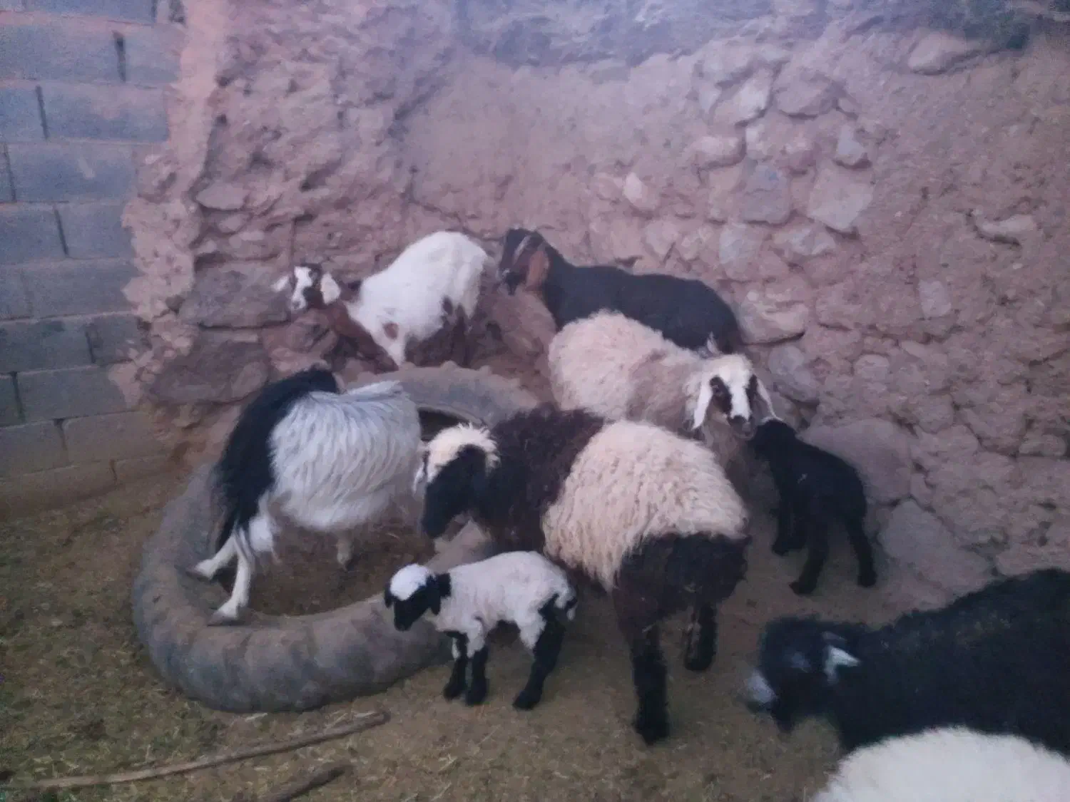 میش با بره|حیوانات مزرعه|بیرجند, |دیوار