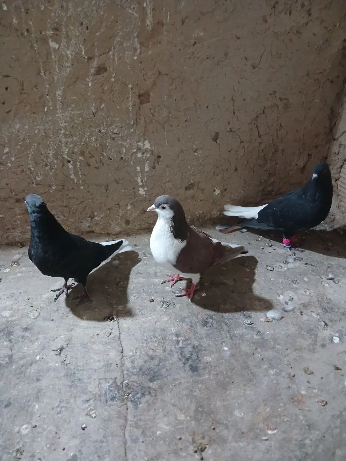 کبوترپرشی|پرنده|شیروان (خراسان), |دیوار