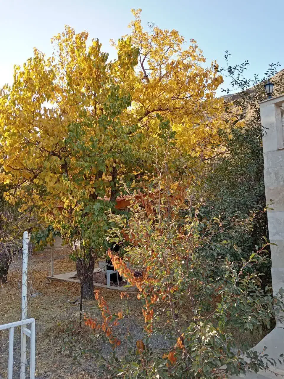 مقداری وسایل گم شده|اشیا|مشهد, هفت تیر (نه دره)|دیوار