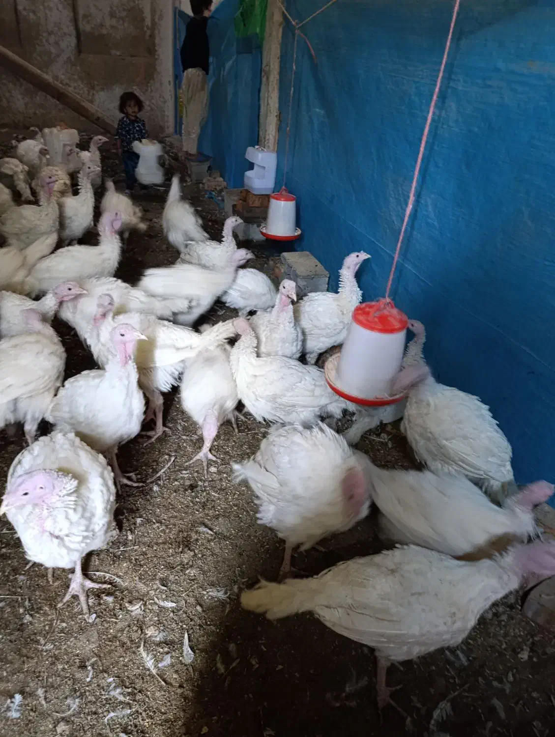 بوغلمون|حیوانات مزرعه|اصفهان, براآن شمالی|دیوار