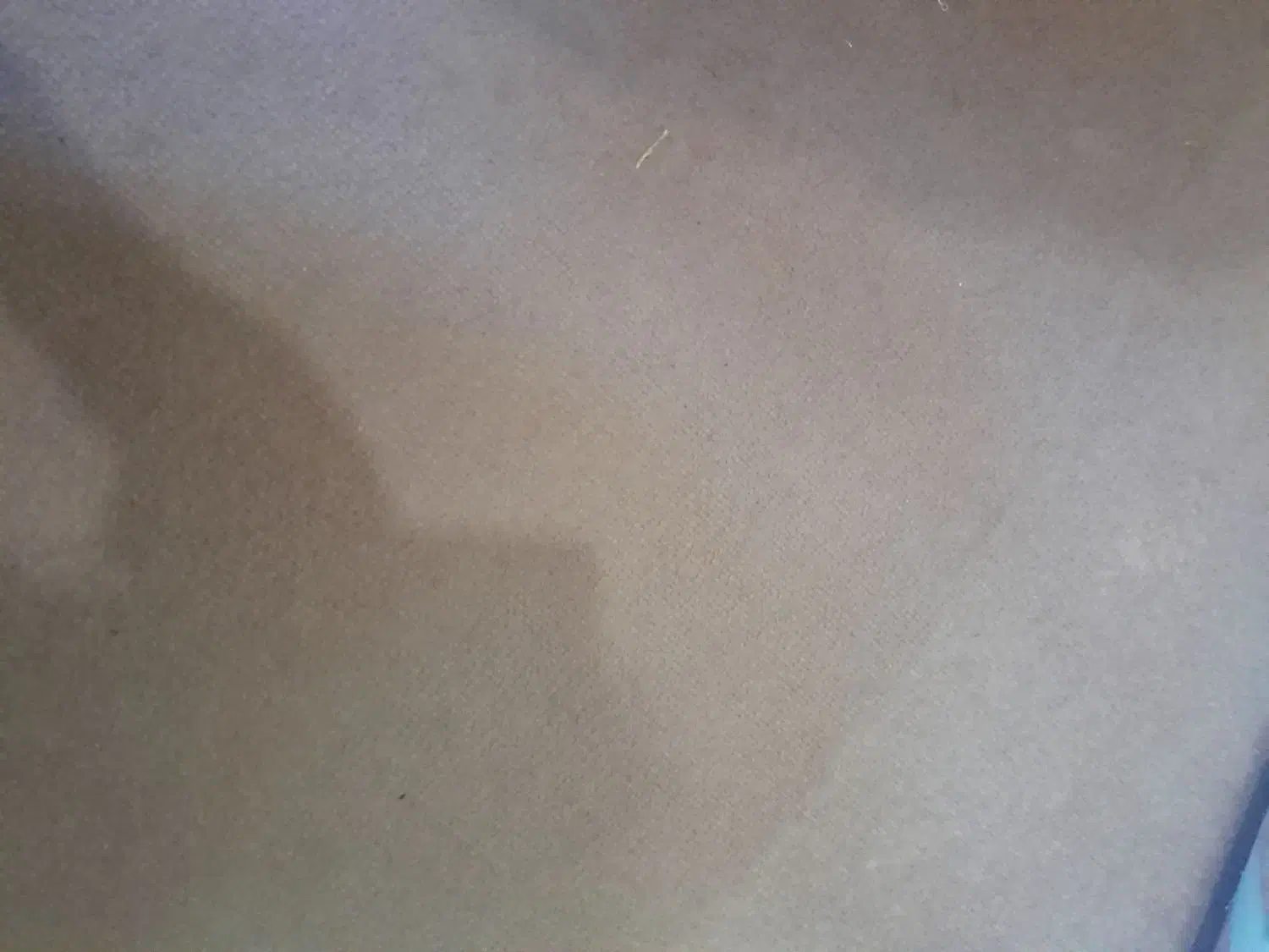 موکت به رنگ قهوه‌ای|موکت|لنگرود, |دیوار