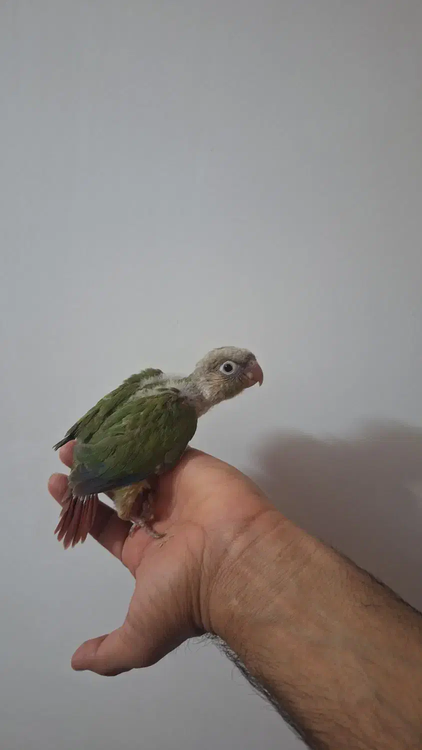 جوجه گرینچیک اناناسی سرلاکی دستی|پرنده|زابل, |دیوار