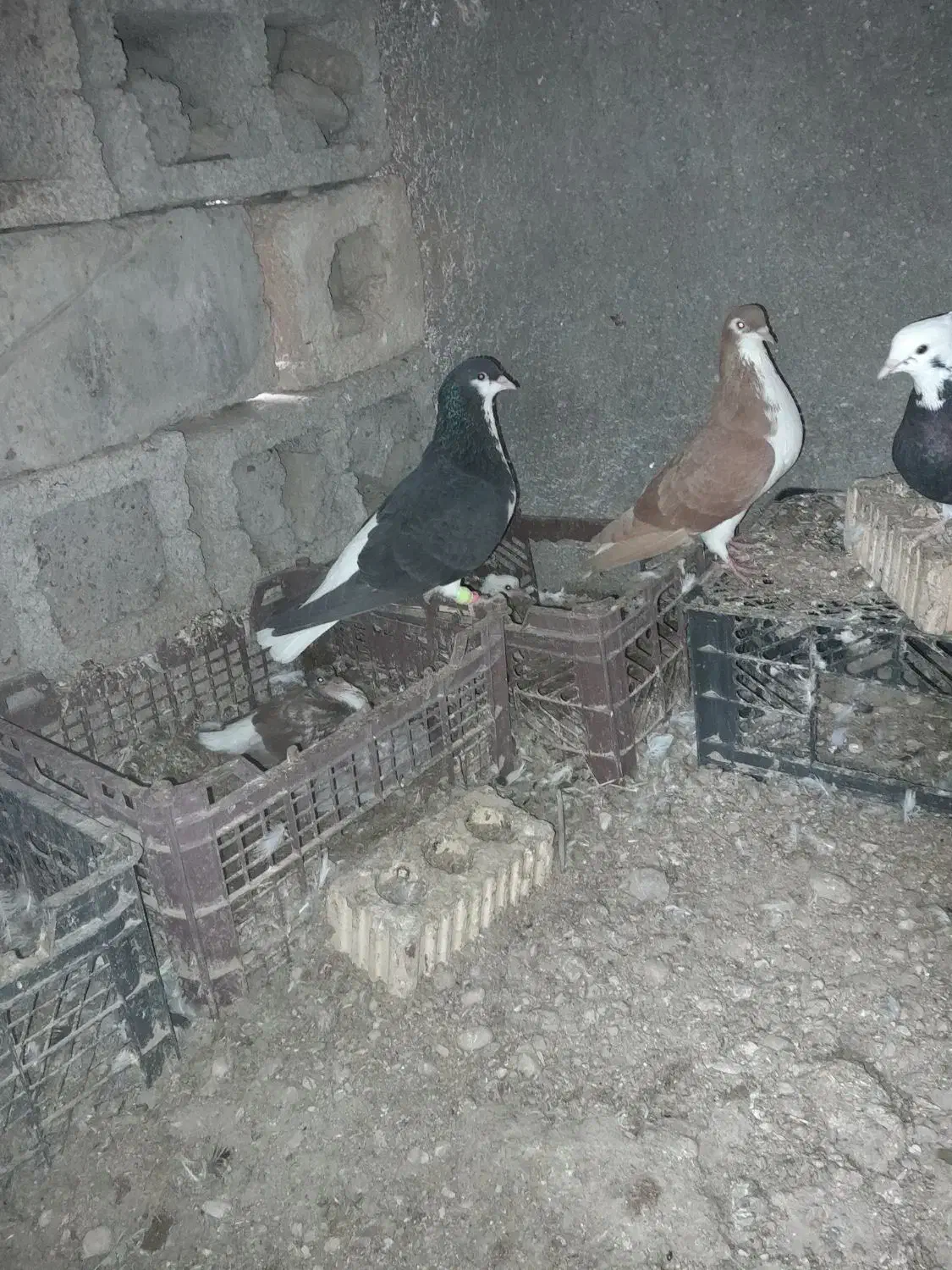 خوشرنگ|پرنده|برازجان, |دیوار