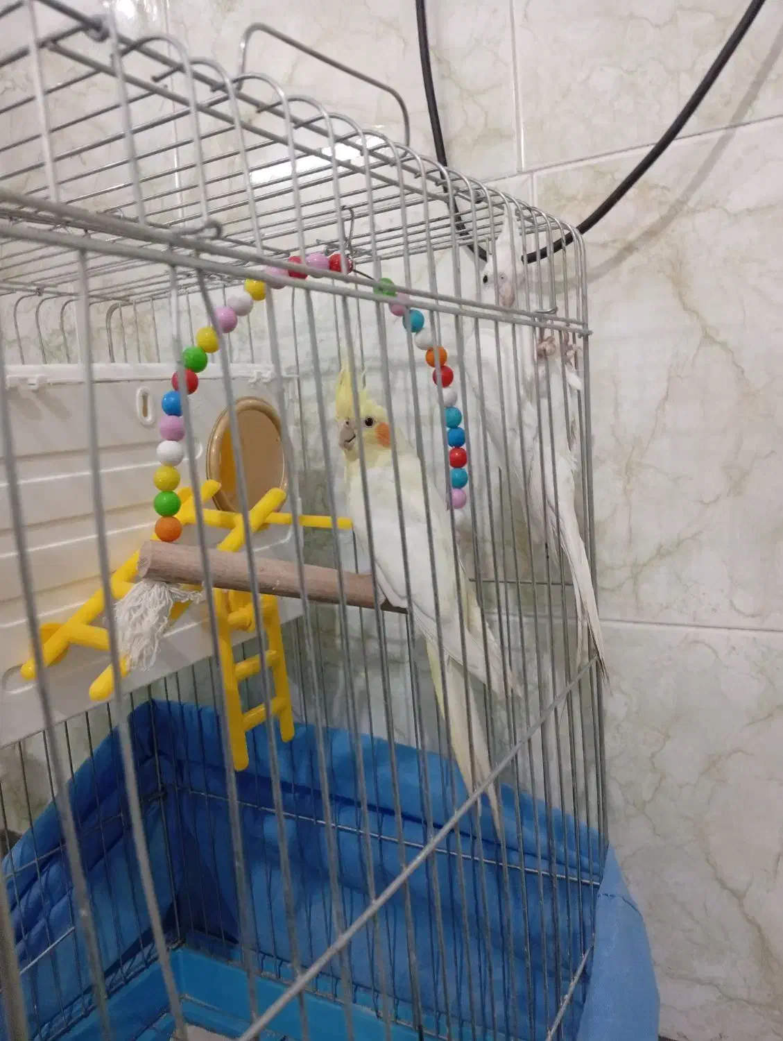 عروس هلندی|پرنده|شیراز, کوشک میدان|دیوار