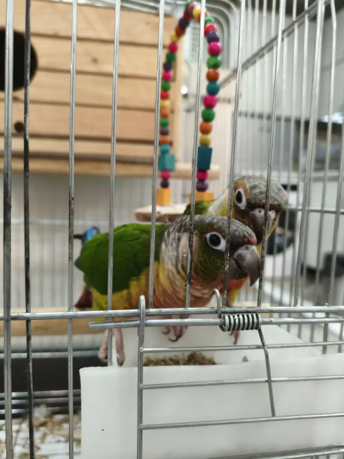 جفت گرینچیک دستی|پرنده|شهریار, شهرک وائین|دیوار