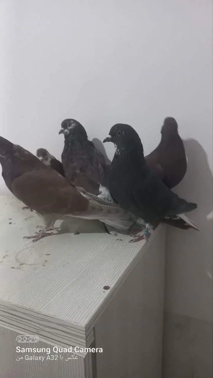 سرخ قدیم کاشان|پرنده|تهران, ترمینال جنوب|دیوار