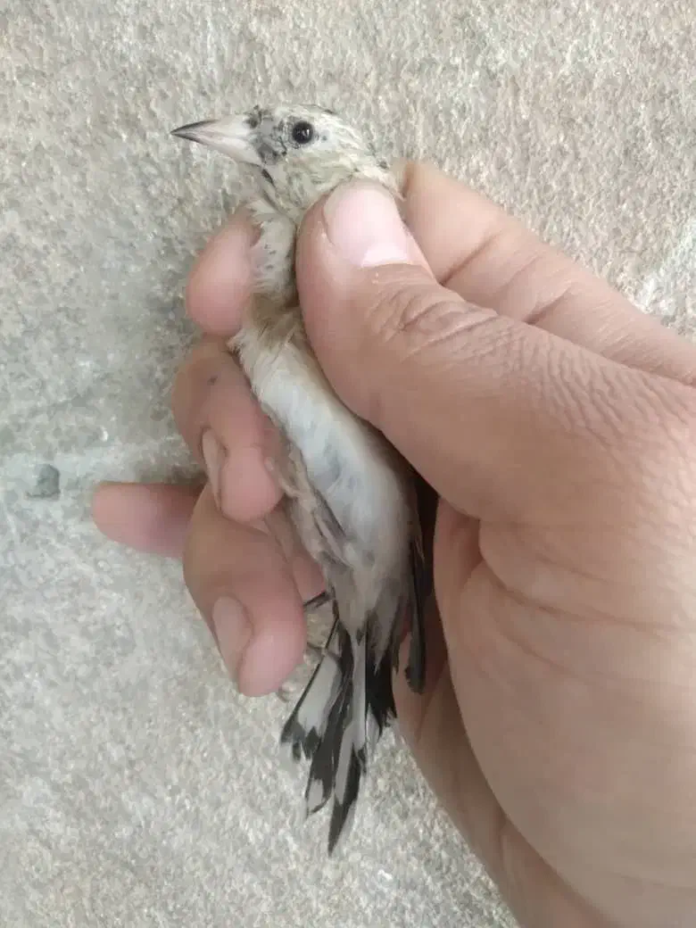 سهره بستان اباد|پرنده|ری, شهرک نظامی|دیوار