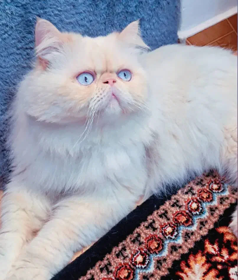 پرشین|گربه|بندر انزلی, پردیس|دیوار