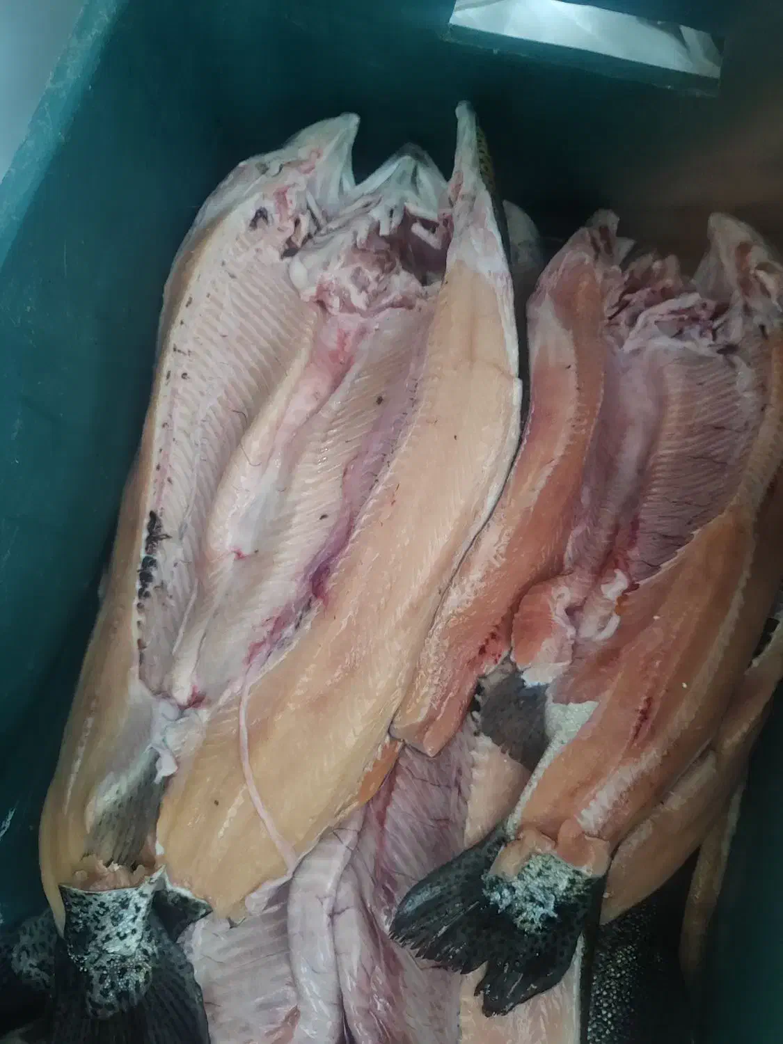 ماهی سالمون تازه تازه|ماهی|یاسوج, |دیوار