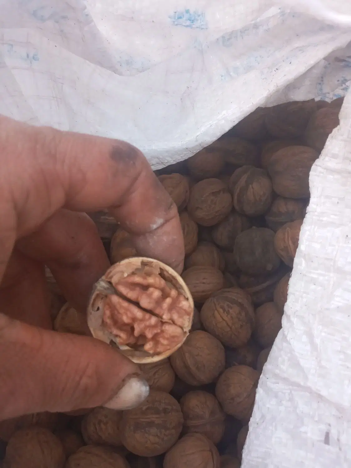 گردو|خوردنی و آشامیدنی|ایلام, |دیوار