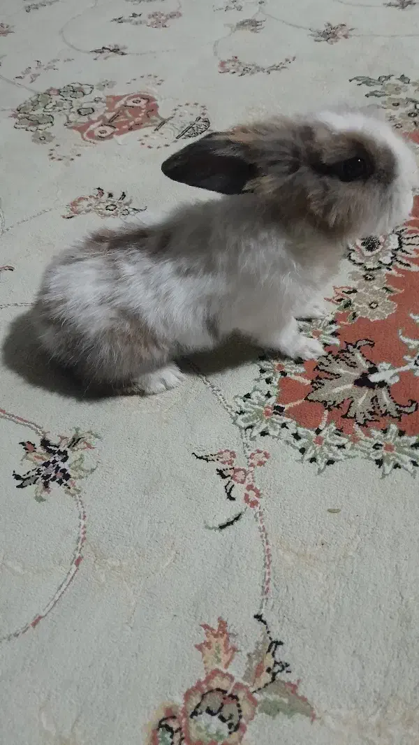 خرگوش دستی نر|موش و خرگوش|کبودرآهنگ, |دیوار