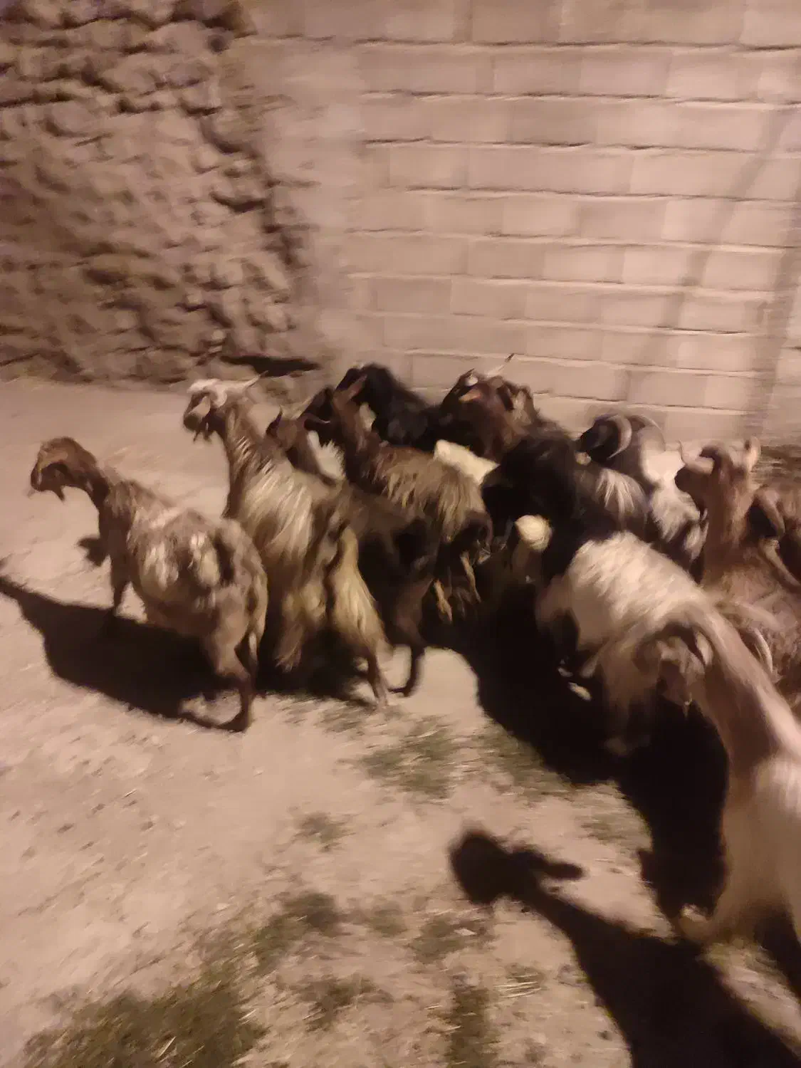 بز آبستن|حیوانات مزرعه|هریس, |دیوار