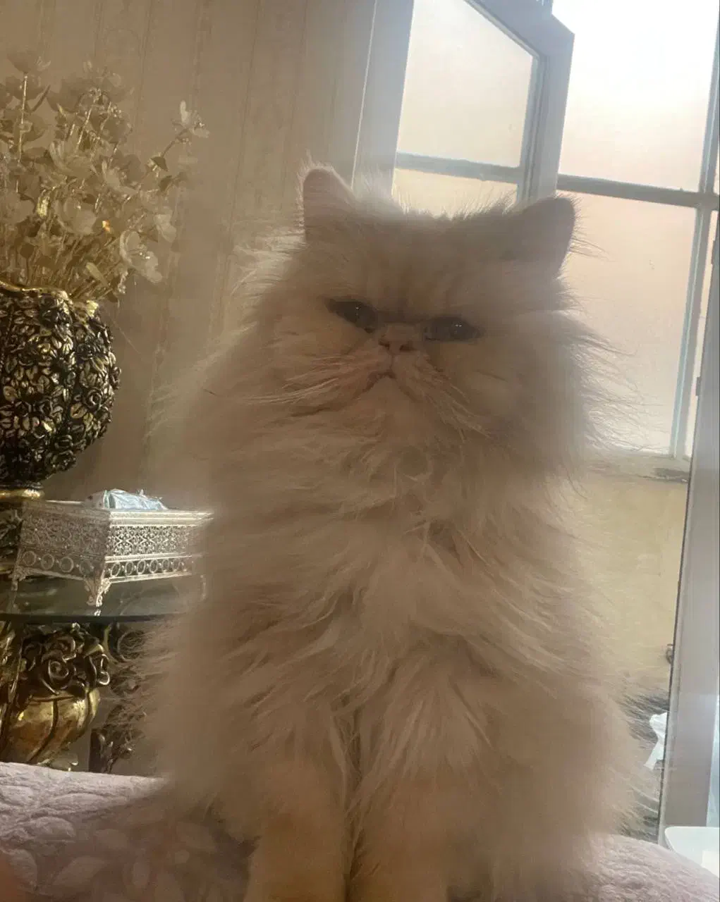 سرپرستی گربه به عهده میگیرم|گربه|اهواز, کوی جانبازان(دانش)|دیوار