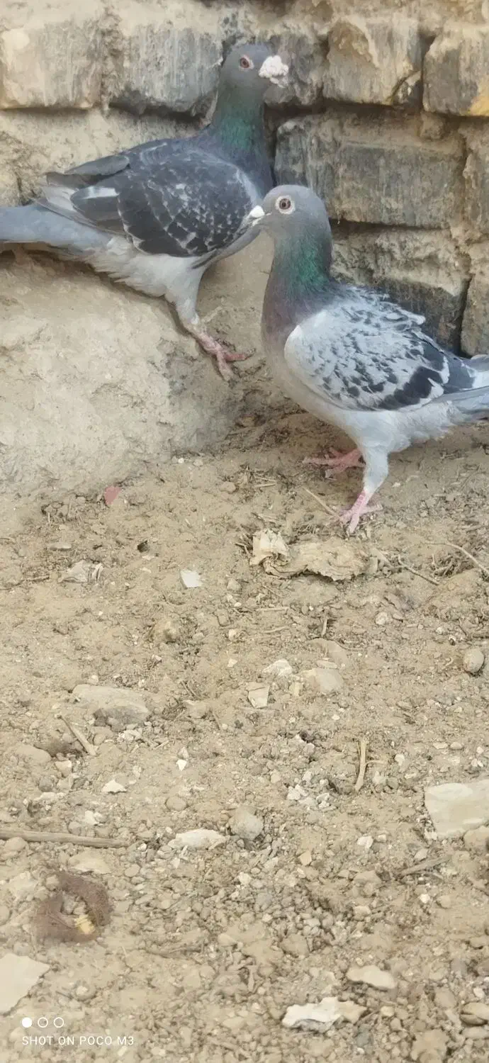 جفت آلمانی|پرنده|زهک, |دیوار