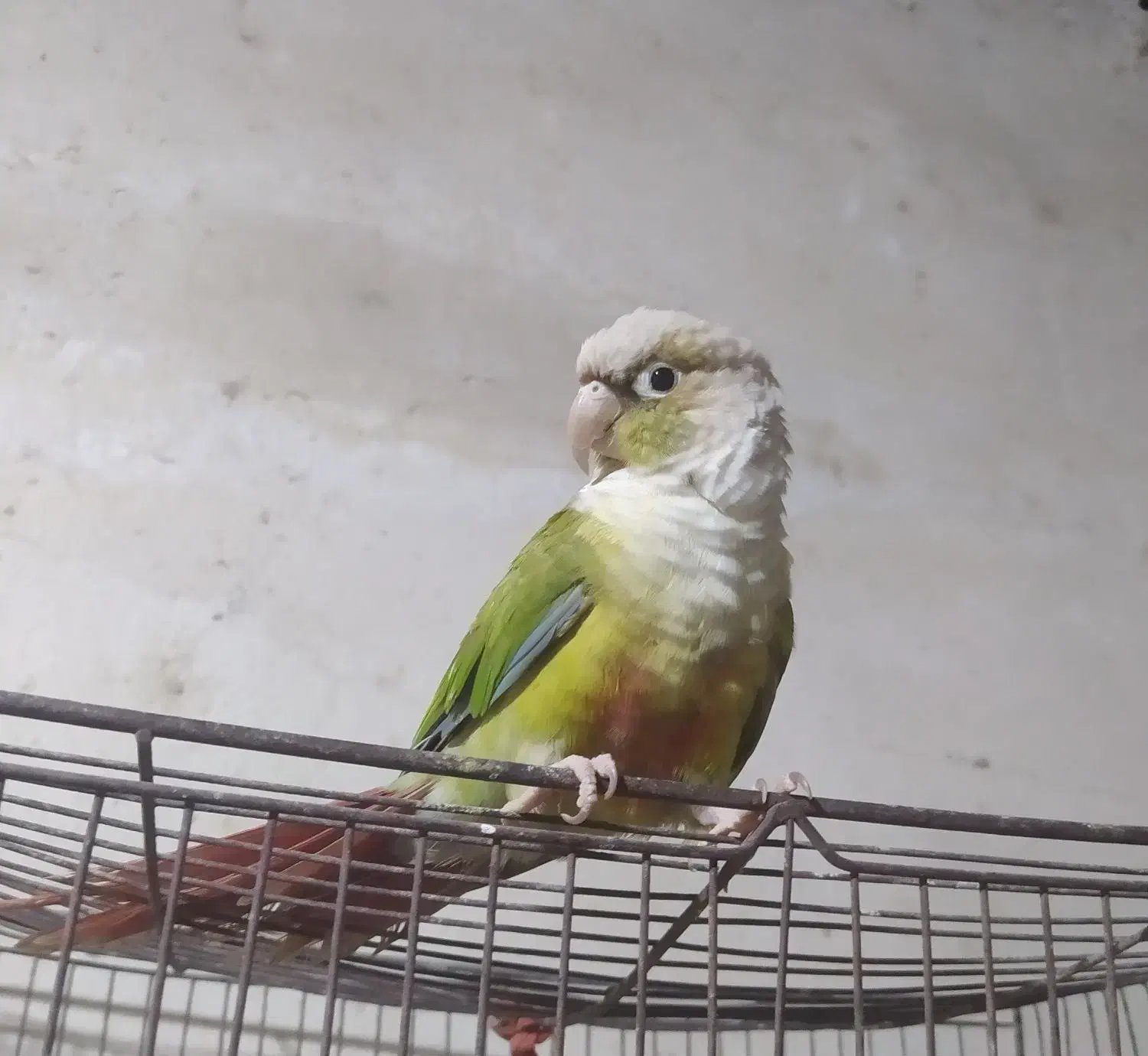 شادگان|پرنده|شادگان, |دیوار