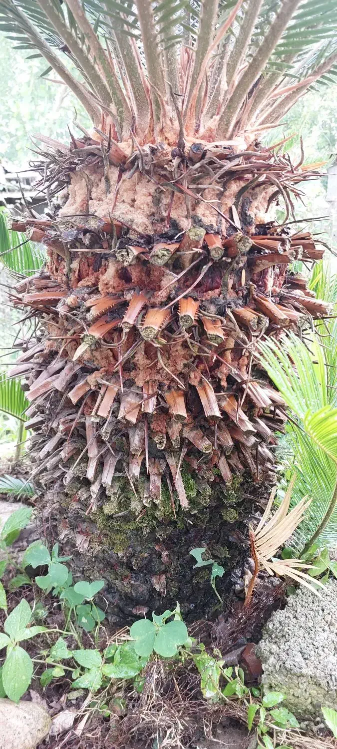 فروش گل سیکاس در رشت بزرگ و کوچک|گل و گیاه طبیعی|رشت, احمد گوراب|دیوار