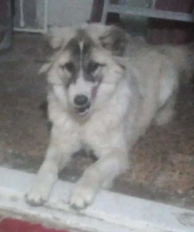 سگ سرابی اصیل|سگ|مراغه, |دیوار