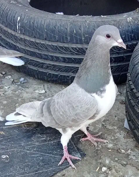 کبوتر پرش|پرنده|نیشابور, شهید بهشتی|دیوار