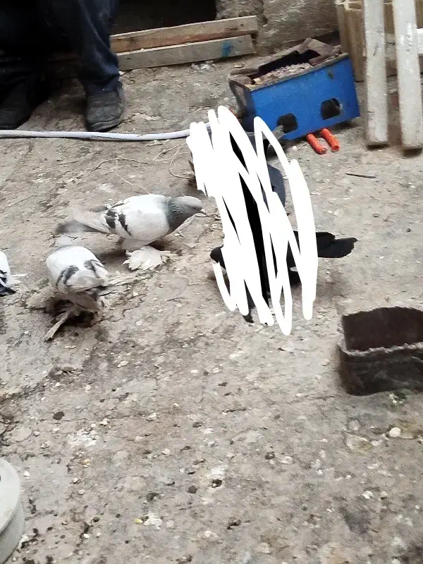 کفتر کاغذی|پرنده|تبریز, |دیوار