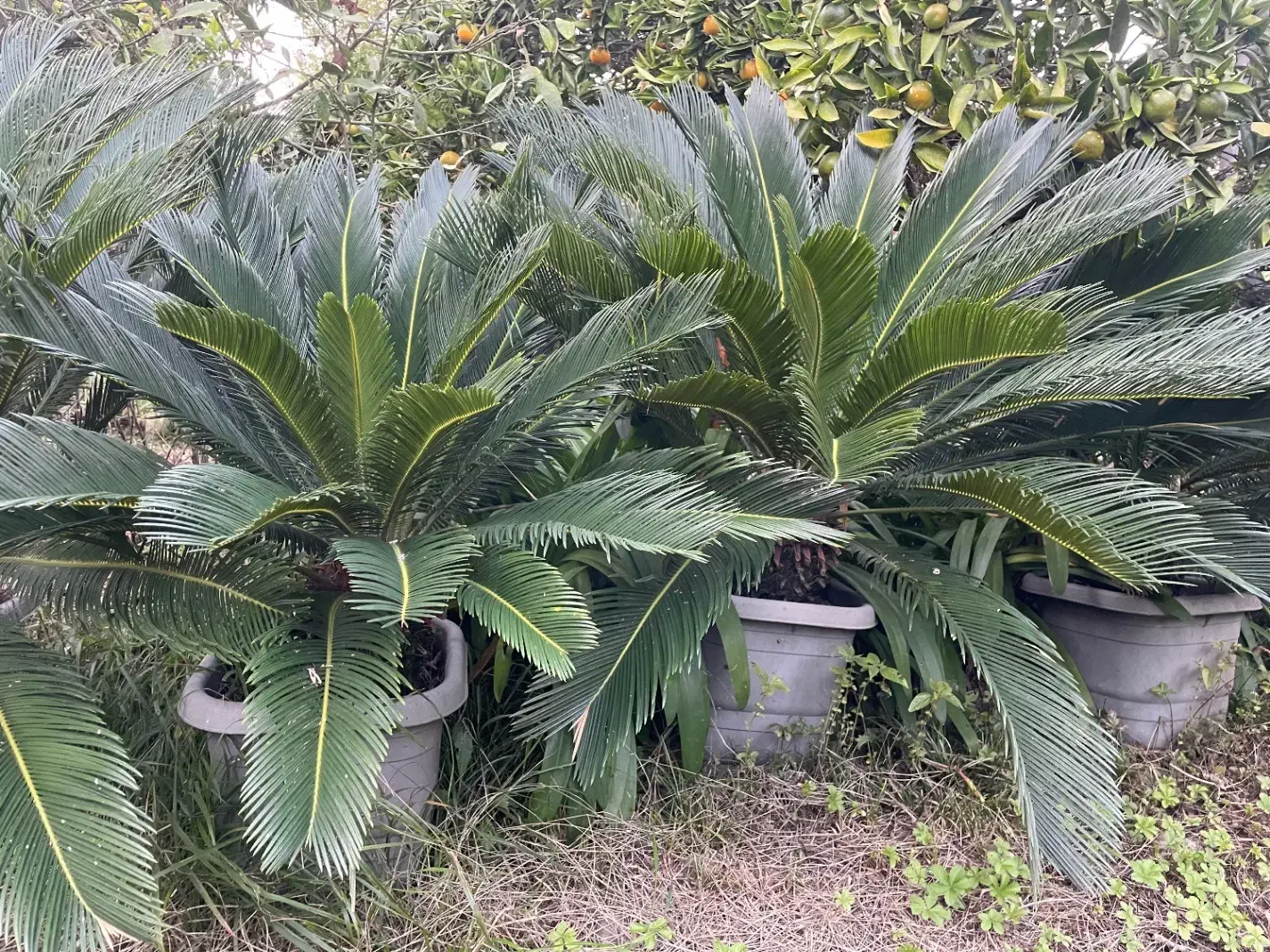 سیکاس|گل و گیاه طبیعی|شهریار, شهریار|دیوار