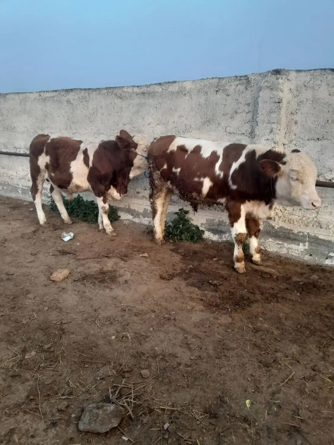 فروش گوساله|حیوانات مزرعه|قزوین, |دیوار