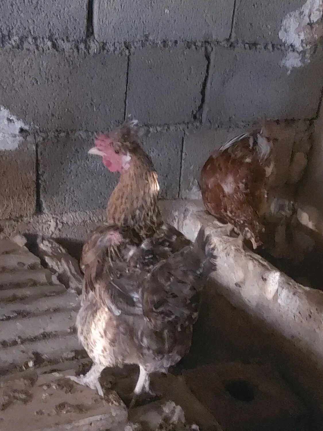 فروش مرغهای محلی و زینتی|حیوانات مزرعه|کوهسار (البرز), |دیوار