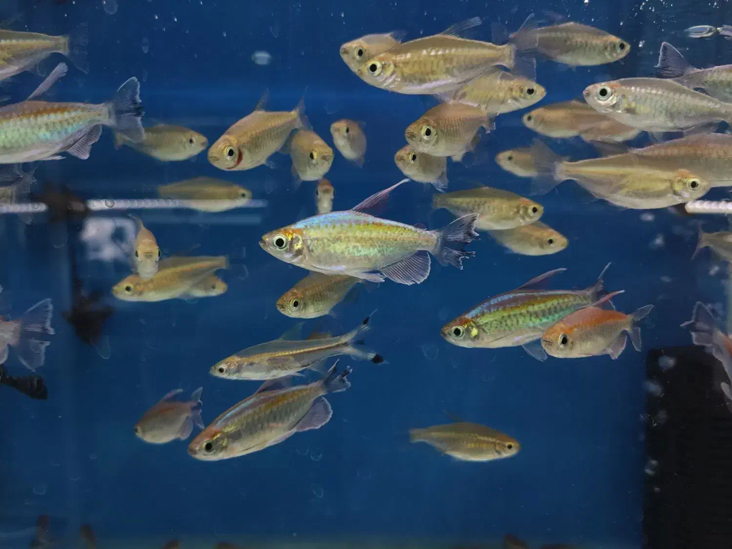 ماهی تترا کونگو|ماهی|اردبیل, |دیوار