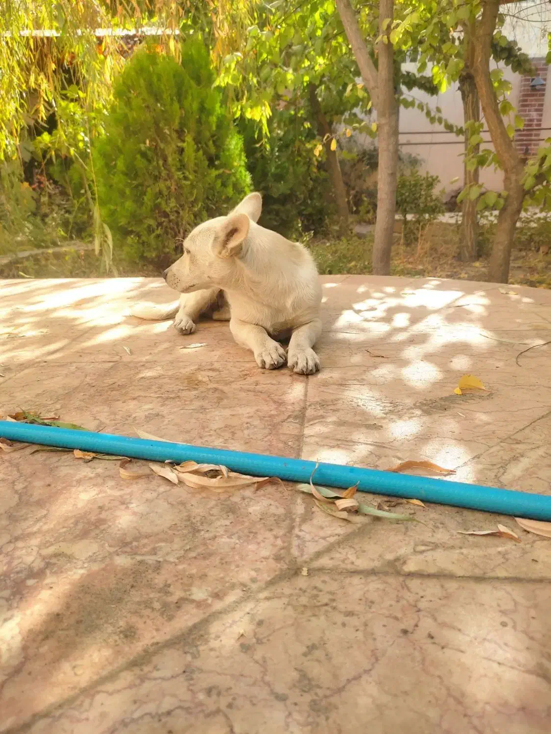 سگ ماده|سگ|مشهد, ویلاشهر|دیوار