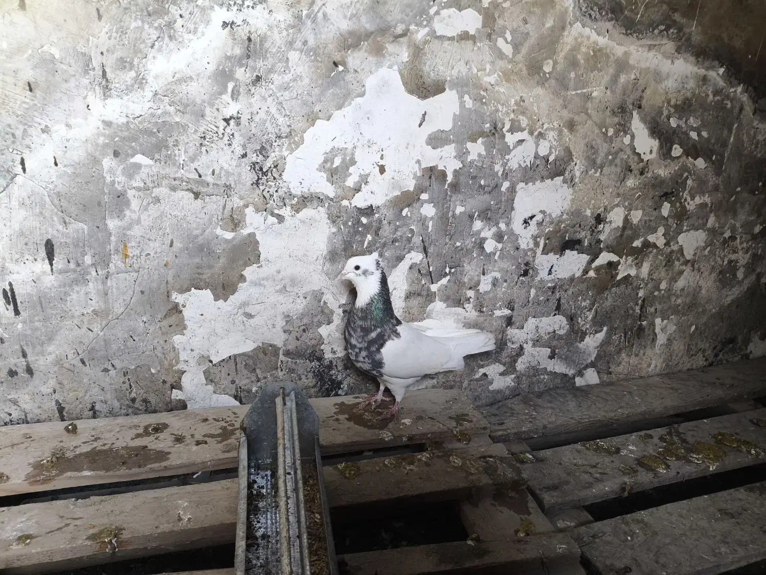 کبوتر|خزنده|اهواز, اسماعیلیه|دیوار